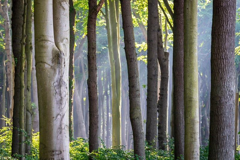 Maximizing Sunlight in Vertical Gardens